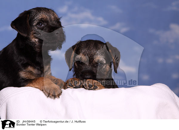 Border Terrier Welpen / Border Terrier Puppies / JH-08445