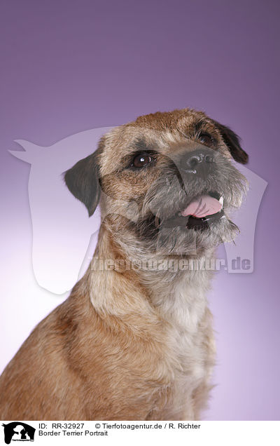 Border Terrier Portrait / Border Terrier Portrait / RR-32927