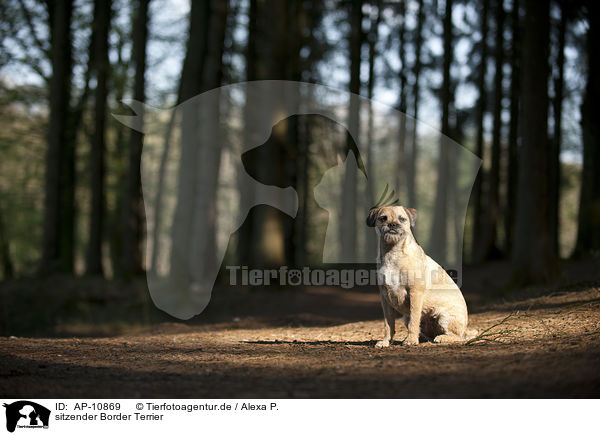 sitzender Border Terrier / sitting Border Terrier / AP-10869