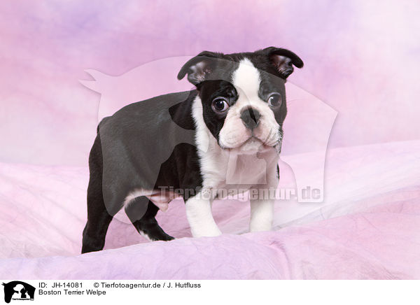 Boston Terrier Welpe / Boston Terrier Puppy / JH-14081