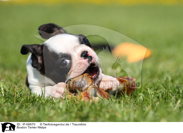 Boston Terrier Welpe / Boston Terrier Puppy / IF-08870