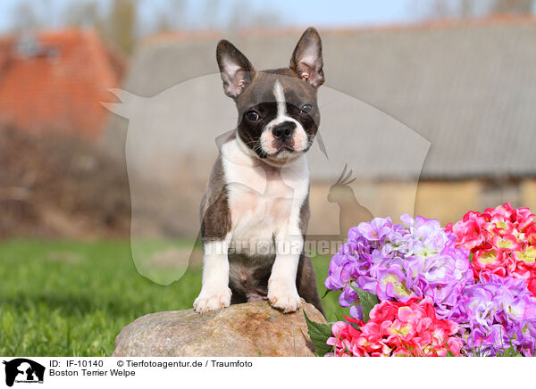 Boston Terrier Welpe / Boston Terrier Puppy / IF-10140