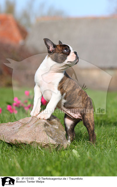 Boston Terrier Welpe / Boston Terrier Puppy / IF-10155