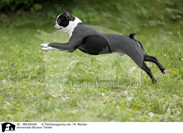 rennender Boston Terrier / running Boston Terrier / RR-56046