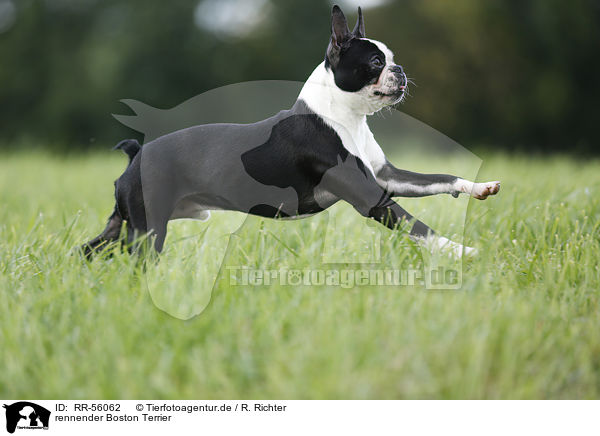 rennender Boston Terrier / running Boston Terrier / RR-56062