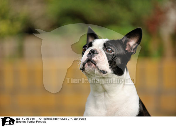 Boston Terrier Portrait / Boston Terrier Portrait / YJ-06346