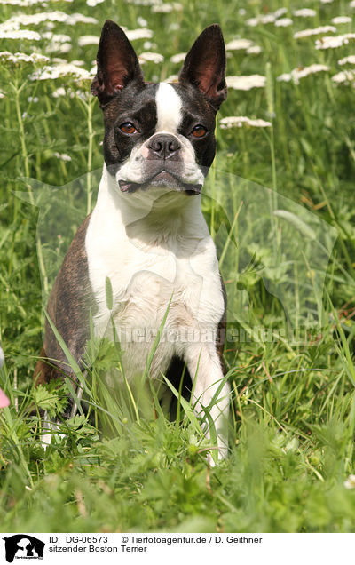 sitzender Boston Terrier / sitting Boston Terrier / DG-06573