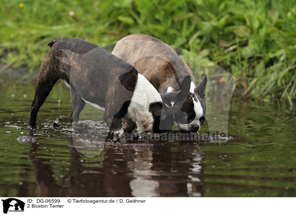 2 Boston Terrier / 2 Boston Terriers / DG-06599