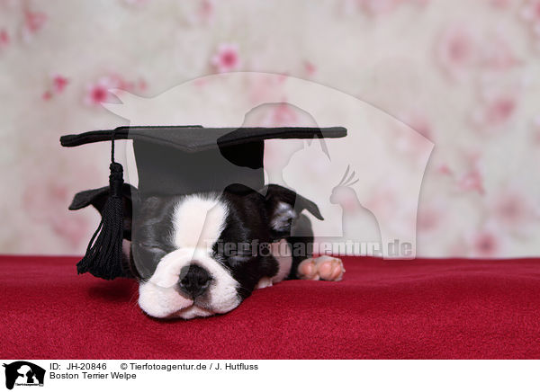 Boston Terrier Welpe / Boston Terrier Puppy / JH-20846