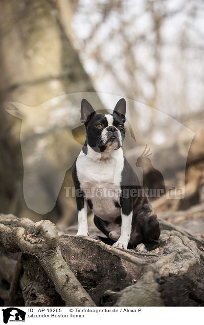 sitzender Boston Terrier / sitting Boston Terrier / AP-13265