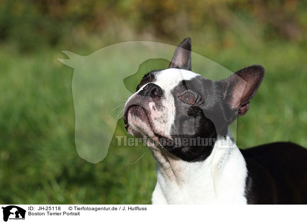Boston Terrier Portrait / Boston Terrier Portrait / JH-25118