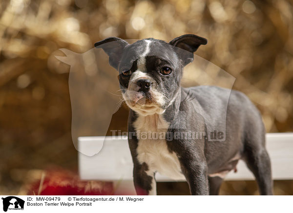 Boston Terrier Welpe Portrait / Boston Terrier Puppy Portrait / MW-09479