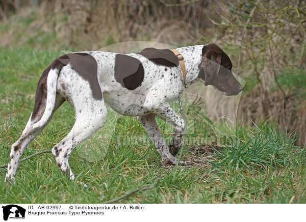 Braque Francais Type Pyrenees / Braque Francais Type Pyrenees / AB-02997