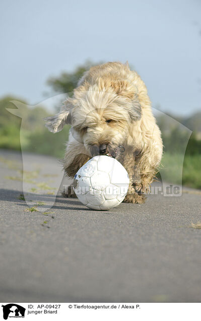 junger Briard / young Berger de Brie / AP-09427