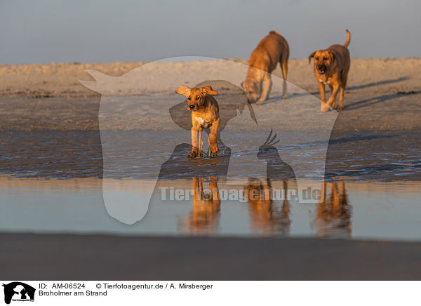 Broholmer am Strand / Broholmer at the beach / AM-06524
