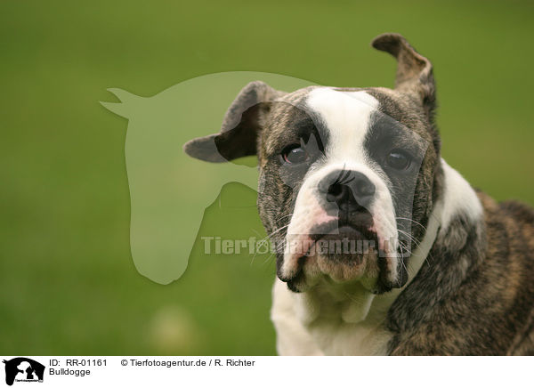 Bulldogge / RR-01161