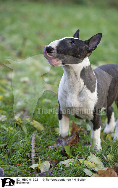 Bullterrier / English Bull Terrier / HBO-01692