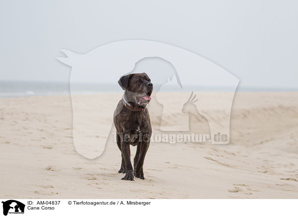 Cane Corso / Cane Corso / AM-04837