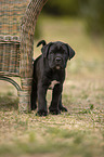 stehender Cane Corso Welpe