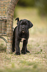 stehender Cane Corso Welpe
