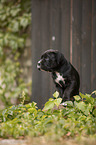 Cane Corso Welpe