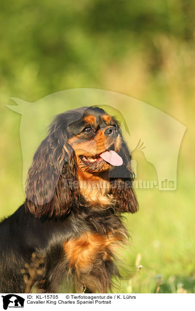 Cavalier King Charles Spaniel Portrait / Cavalier King Charles Spaniel Portrait / KL-15705