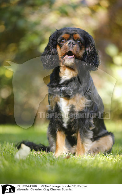 sitzender Cavalier King Charles Spaniel / sitting Cavalier King Charles Spaniel / RR-94208