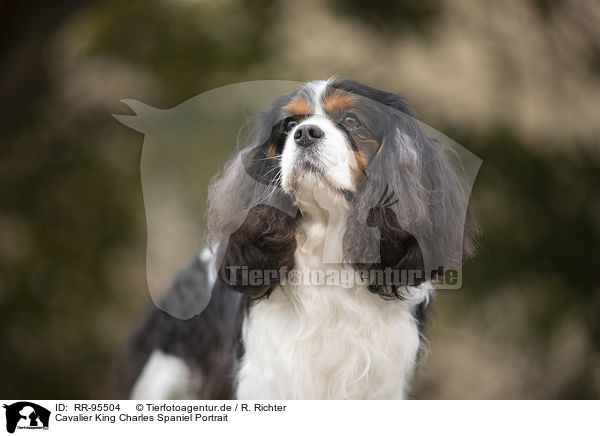 Cavalier King Charles Spaniel Portrait / Cavalier King Charles Spaniel Portrait / RR-95504