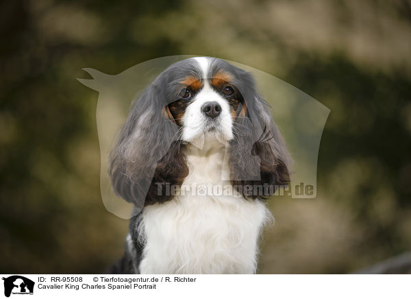 Cavalier King Charles Spaniel Portrait / Cavalier King Charles Spaniel Portrait / RR-95508