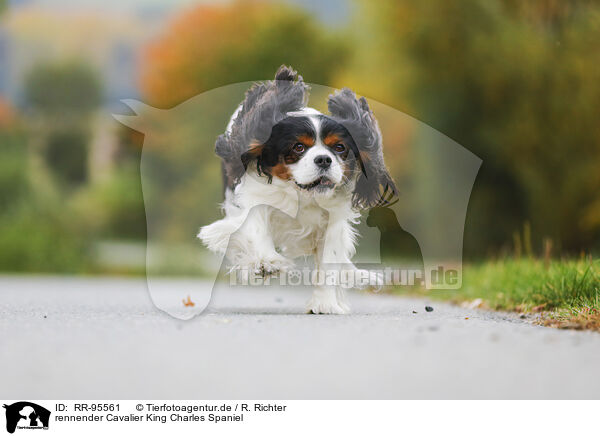 rennender Cavalier King Charles Spaniel / running Cavalier King Charles Spaniel / RR-95561