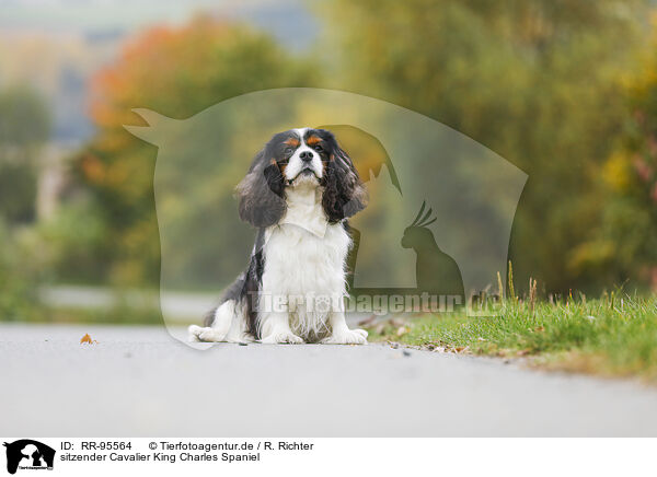 sitzender Cavalier King Charles Spaniel / sitting Cavalier King Charles Spaniel / RR-95564