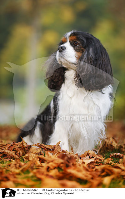 sitzender Cavalier King Charles Spaniel / sitting Cavalier King Charles Spaniel / RR-95567