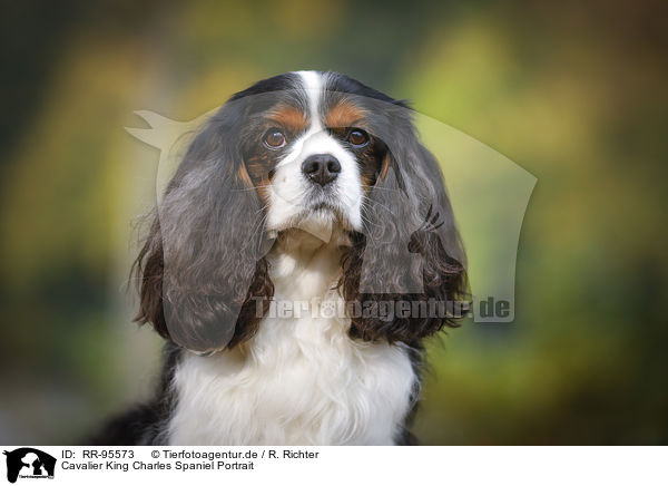 Cavalier King Charles Spaniel Portrait / Cavalier King Charles Spaniel Portrait / RR-95573