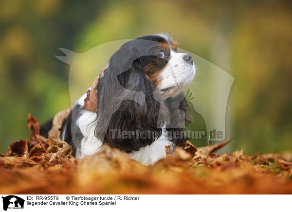 liegender Cavalier King Charles Spaniel / lying Cavalier King Charles Spaniel / RR-95579