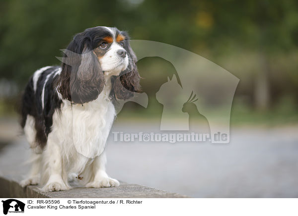 Cavalier King Charles Spaniel / Cavalier King Charles Spaniel / RR-95596