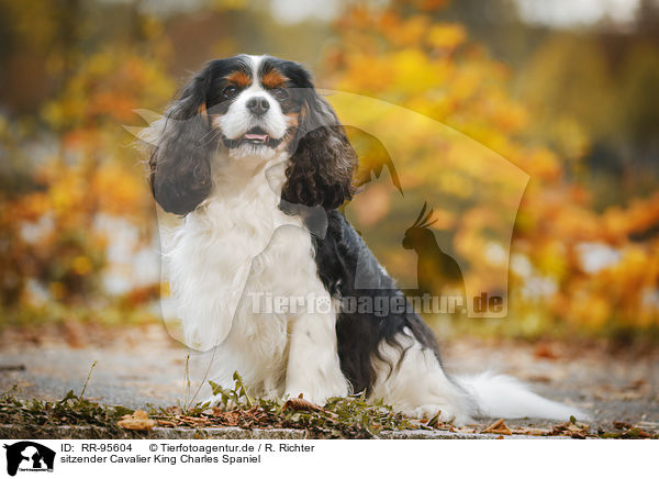 sitzender Cavalier King Charles Spaniel / sitting Cavalier King Charles Spaniel / RR-95604