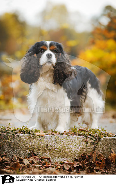 Cavalier King Charles Spaniel / Cavalier King Charles Spaniel / RR-95609
