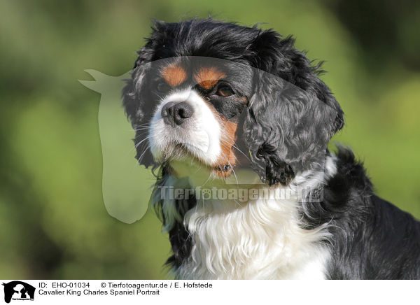 Cavalier King Charles Spaniel Portrait / Cavalier King Charles Spaniel Portrait / EHO-01034