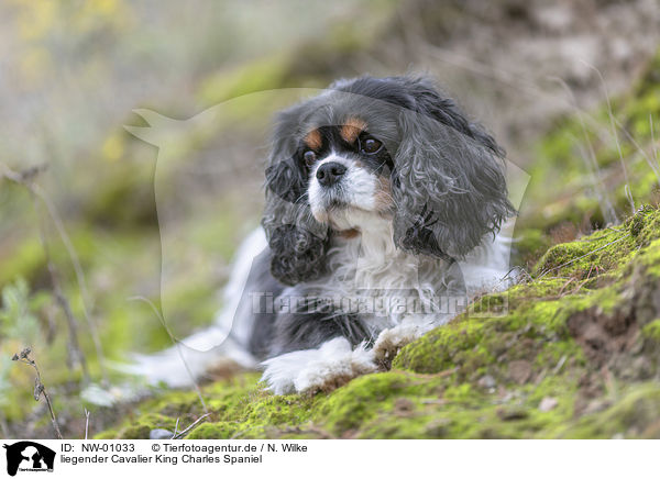 liegender Cavalier King Charles Spaniel / lying Cavalier King Charles Spaniel / NW-01033