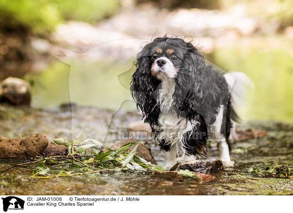 Cavalier King Charles Spaniel / Cavalier King Charles Spaniel / JAM-01008