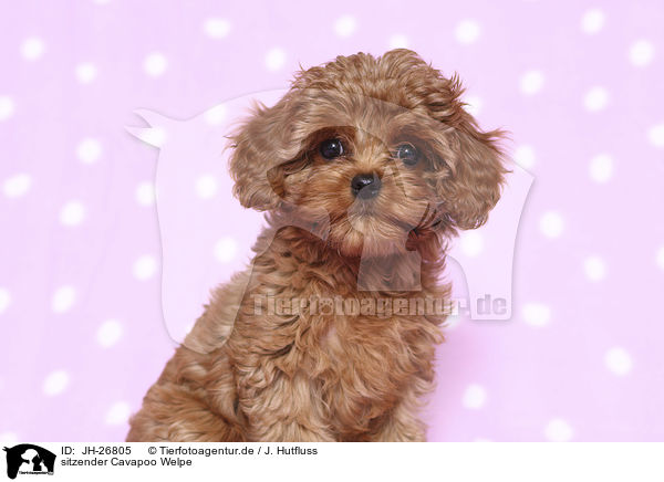 sitzender Cavapoo Welpe / sitting Cavapoo Puppy / JH-26805