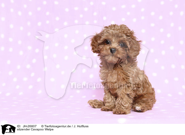 sitzender Cavapoo Welpe / sitting Cavapoo Puppy / JH-26807