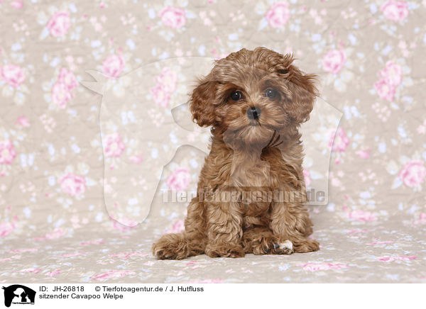 sitzender Cavapoo Welpe / sitting Cavapoo Puppy / JH-26818
