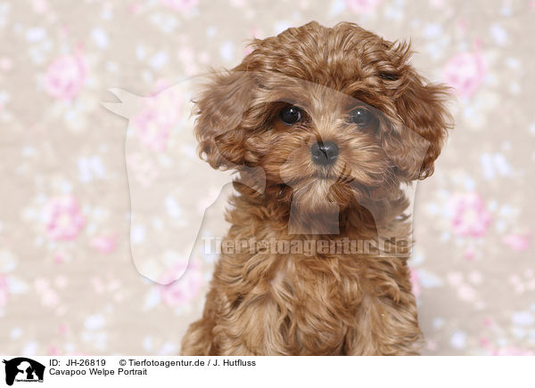 Cavapoo Welpe Portrait / Cavapoo Puppy portrait / JH-26819