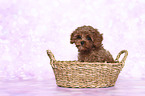 Cavapoo Welpe Portrait