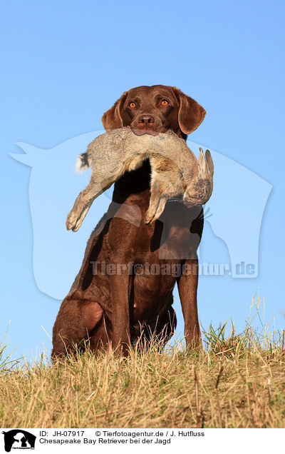 Chesapeake Bay Retriever bei der Jagd / Chesapeake Bay Retriever with prey / JH-07917