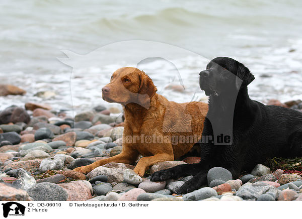 2 Hunde / 2 dogs / DG-06010