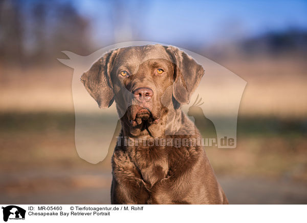 Chesapeake Bay Retriever Portrait / Chesapeake Bay Retriever Portrait / MR-05460