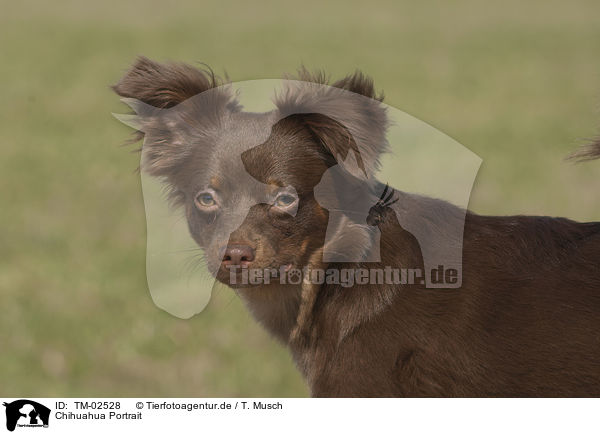 Chihuahua Portrait / Chihuahua Portrait / TM-02528