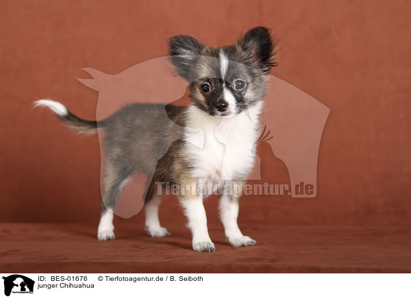 junger Chihuahua / young Chihuahua / BES-01676